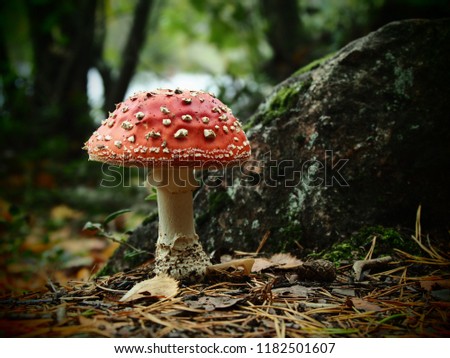 A nice mushroom