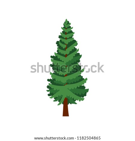 Norway spruce tree isolated on white background. Vector cartoon illustration sapling fir-tree for forest landscape. Environment elements in flat style
