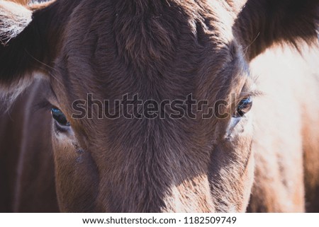 Single brown cow standing within flat grasslands looking into the camera with blue sky and wispy clouds above