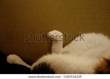 Picture of my cat sleeping blissfully on the couch