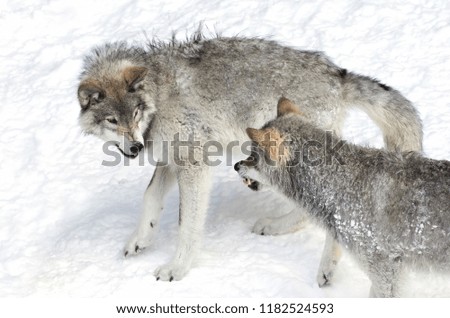 Timber wolves or Grey wolves Canis lupus isolated on white background greeting each other in the winter snow in Canada
