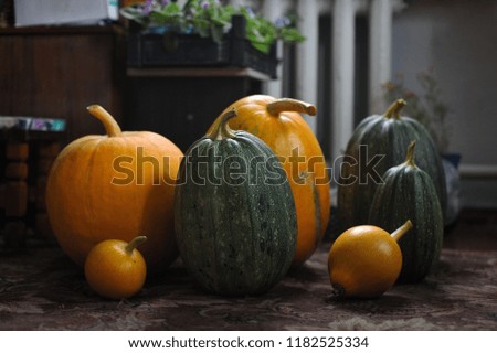 Fresh crop. Pumpkins on the carpet in the room of a house.