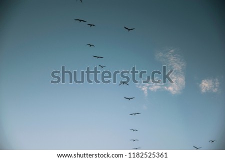 Group of birds flying high on blue sky