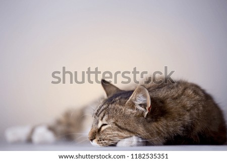 portrait of a cat sleeping on a gray background, domestic pet