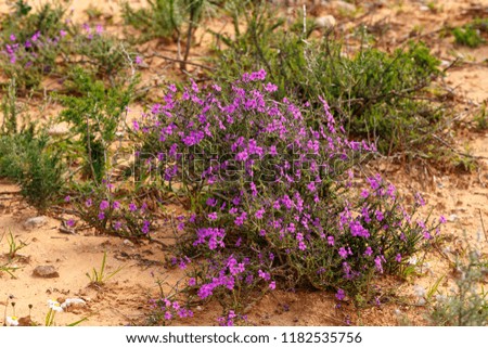 Bunch of purple flowers growing wild in the field