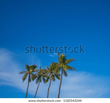 Four Wind Blown Coconut Palm Trees in Waikiki.
