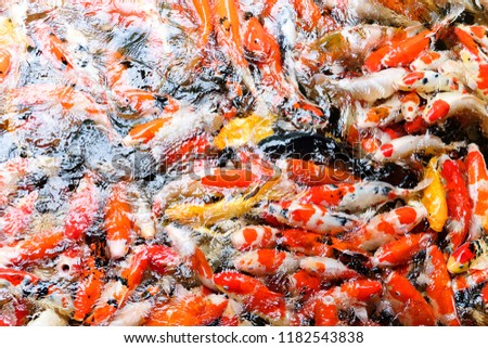 Colorful koi carp fish group swimming in pond