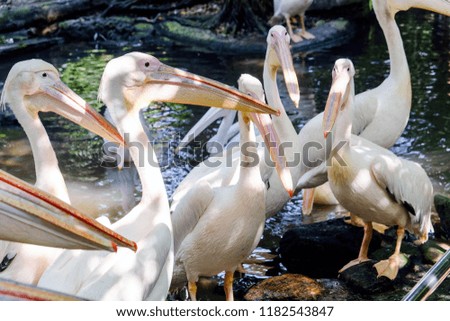 Great White Pelican in the zoo