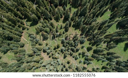 Aerial view looking down at pine trees growing in the grassy mountain ground below