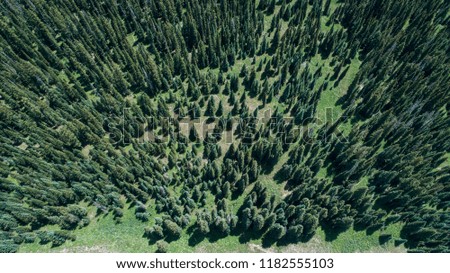 Aerial view looking down at pine trees growing in the grassy mountain ground below