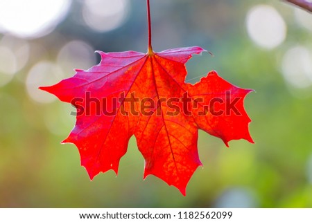 A red carved with holes maple leaf on blurred background