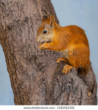 A red squirrel with bright black eyes gnaws a nut on a tree with brown bark at the hollow