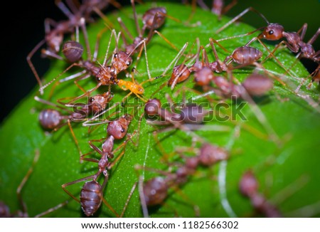 Teamwork of red ants