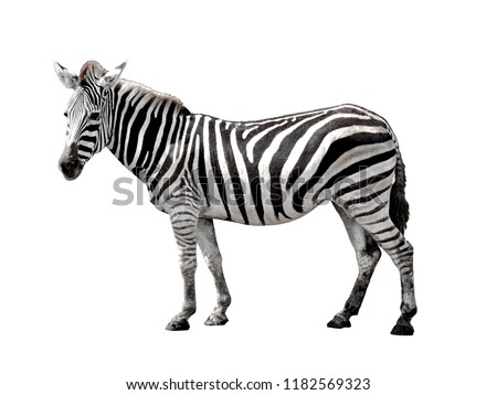 zebra isolated on white background with clipping path Royalty-Free Stock Photo #1182569323