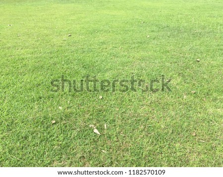 Grass filed floor texture for background