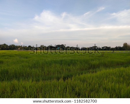 The bridge is in the middle of the field stretching to the eye. Created for the priest to walk. Get alms And it is used to travel between the village and Nongkhai House Ubon Ratchathani Thailand.