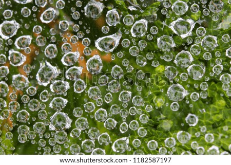 water drops in spider web