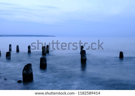tree stumps in the water 