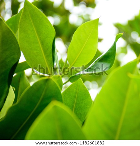 Leaf Rhizophora mucronata Poir with fresh green and beautiful shape.

