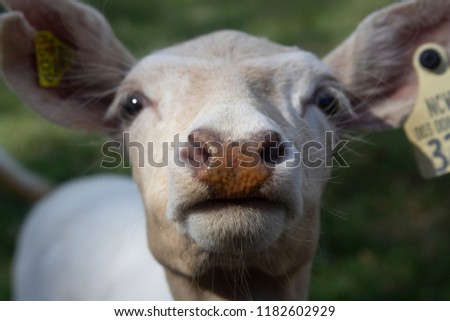 close up of a profile picture of deer head and face 