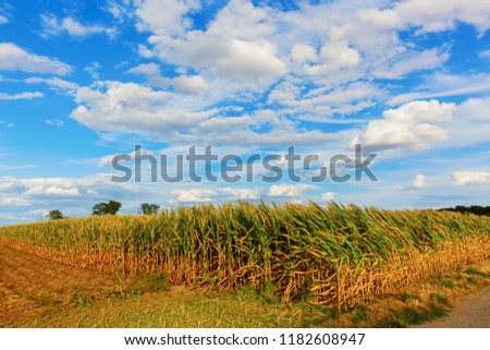 picture of a sunburnt and withered corn field