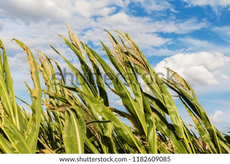 picture of a corn field on a windy day