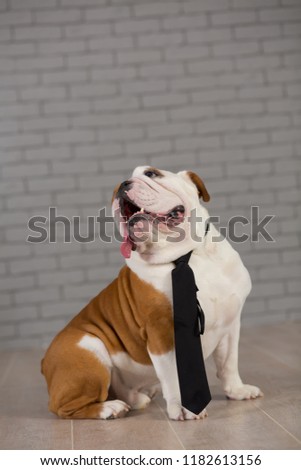 english bulldog sitting in business tie in studio with brick wall on background