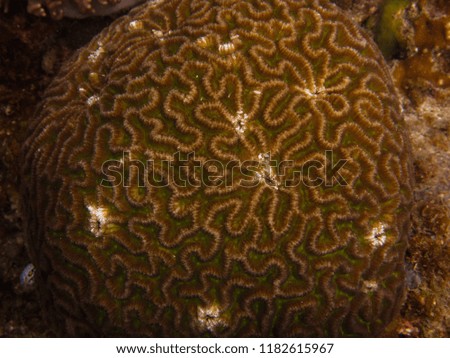 Brain coral found at coral reef area at Tioman island, Malaysia