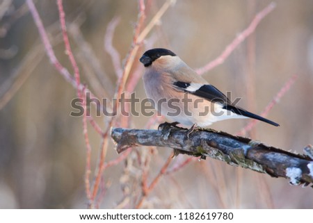Eurasian bullfinch (pyrrhula pyrrhula) sits on a branch in the forest in a natural habitat: a portrait with a beautiful morning light.