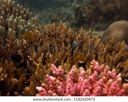 Beautiful coral found at coral reef area at TIoman island