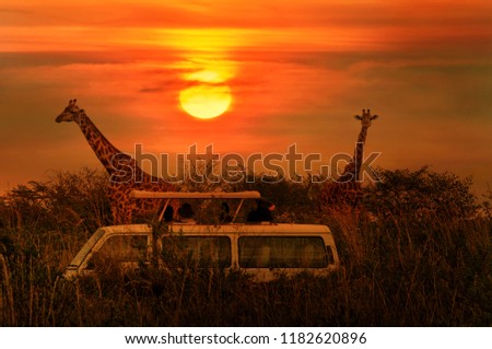 Wild Giraffes in the savanna. Tourists during safari take pictures of giraffes. African sunset background