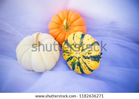 Pumpkin in Autumn