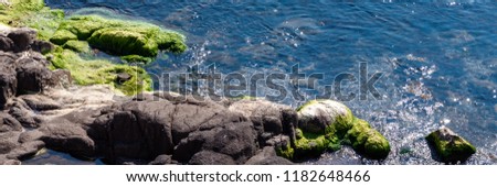 Panoramic photo of rocky coast covered with green seaweed