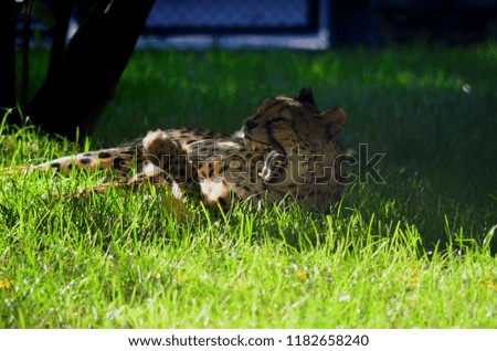 lazy cheetah in zoo