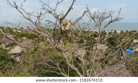 Sloth Bear Climbing Tree