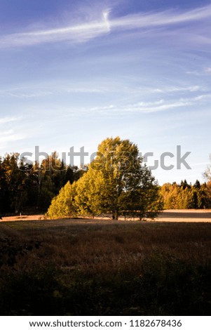 Green tree on fall field with blue sky