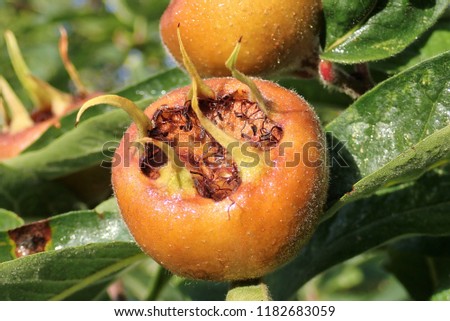 Fruit of Common medlar Mespilus germanica Royalty-Free Stock Photo #1182683059