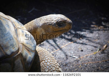 Great close up of a handsome tortoise wandering about looking for something to eat.