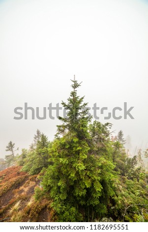 A rainy and foggy day on a mountain slope with spruce and pine trees in the Bavarian Forest National Park close to the czech border.