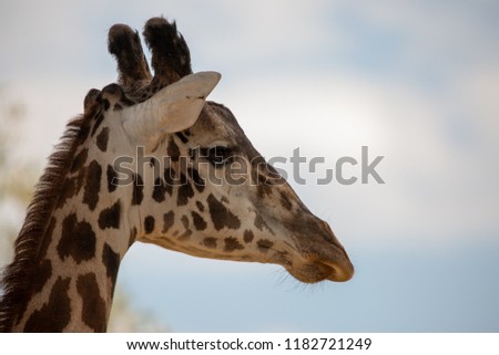 The giraffe is a African mammal, the tallest living terrestrial animal and the largest ruminant. A giraffe's spots are like human fingerprints: no two individual giraffe have exactly the same pattern.