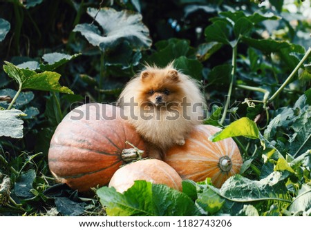 Pomeranian dog with pumpkins in a garden. Pumpkin harvest. Dog with pumpkin. Autumn dog