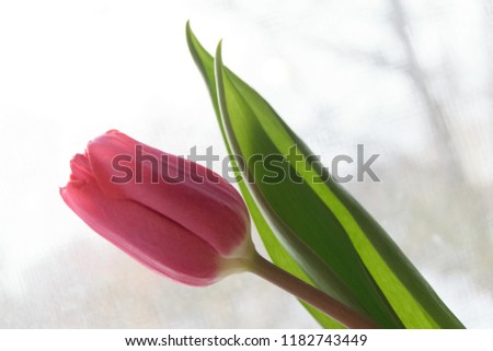 Pink tulip flower with green leaves