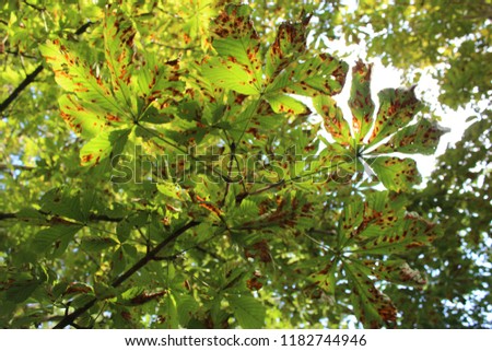 The first sign of autumn is clearly visible on these beautiful chestnut leaves. Picture taken on a sunny day.