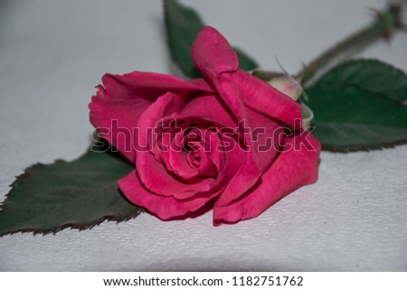 beautiful pink rose on the table
