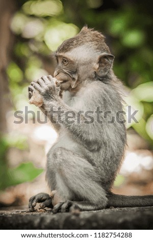 Beautiful view of a baby monkey eating food. Ubud, Bali. Indonesia