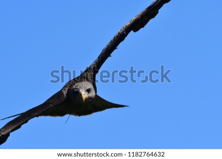 Close up of a black kite (milvus migrans) flying during a falconry demonstration