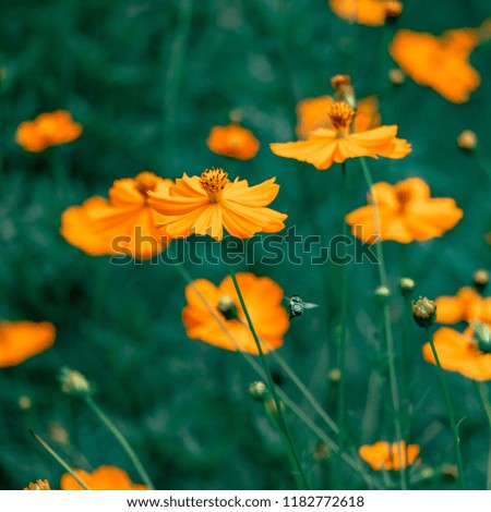 A worker bee flying in the filed among yellow (orange) flowers, green grass and leaves in summer sunny, bright day, photo for living room (square size)