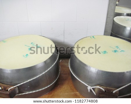 Process making delicious Italian cheese parmesan. Grana type cheese - Parmigiano Reggiano.                    