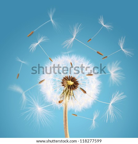 Overblown dandelion with seeds flying away with the wind Royalty-Free Stock Photo #118277599