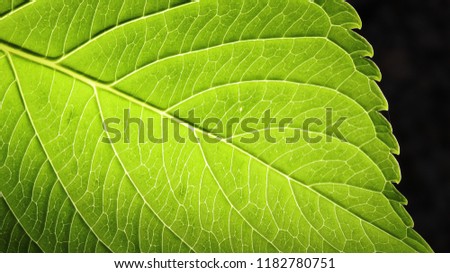 Green leaf with bright pattern